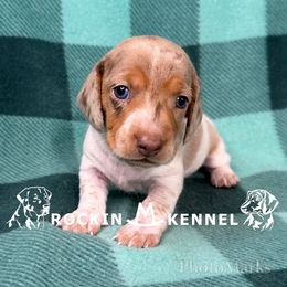 Dapple - Dapple male Dachshund puppy in George West, Texas from Rockin M Kennel
