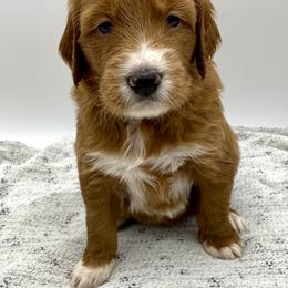 Goldendoodle Puppies from Cane Creek Goldendoodles