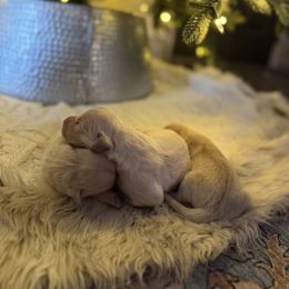 Male puppy pick 1 - Light golden male Golden Retriever puppy in Colville, Washington from Columbia Ridge Goldens