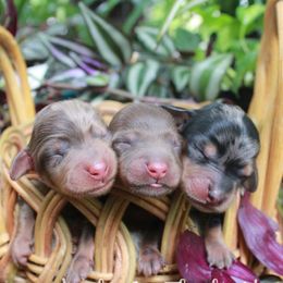 Dachshund puppies from Amber's Flock Homestead