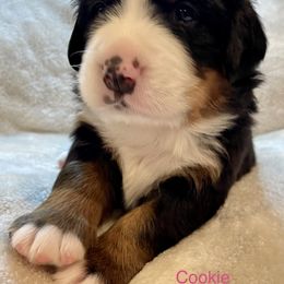 Bernese Mountain Dog Puppies from Willow Tree Berners