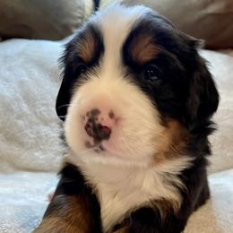 Bernese Mountain Dog Puppies from Willow Tree Berners