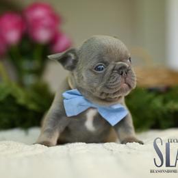 SLATE - Tricolors male French Bulldog puppy in Blue Ridge, Texas from Beason’s HomeGrown Frenchies