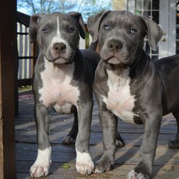 American Bully Puppies from Nitro’s Bullies