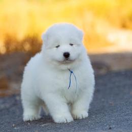 Samoyed Puppies from Carefree Samoyeds