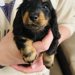 Dachshund Puppies from Dreamin Dachshunds