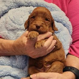 Gray - Red  male Goldendoodle puppy in Cumming, Georgia from Chattahoochee Kennels