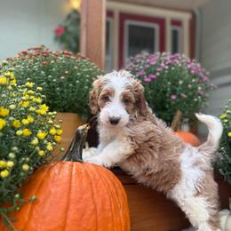 Boo - Parti female Goldendoodle puppy in Jacksonville, Florida from Dandelion Doodles