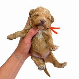 Orange Boy - Apricot male Goldendoodle puppy in Hot Springs, Arkansas from Hot Springs Kennels