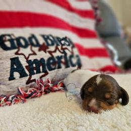 Chocolate pie female - Piebald female Dachshund puppy in Herald, California from Bluegum Dachshunds