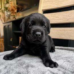 Jury - Black male Labrador Retriever puppy in Amery, Wisconsin from Cornerstone Retrievers