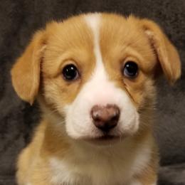Pembroke Welsh Corgi Puppies from Whimsical Treasure Corgis