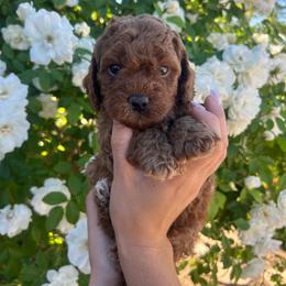 Sunny - Red male Assorted Doodle Crosses puppy in Yuba City, California from Lucky Day Doodles