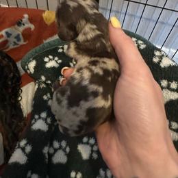 Girl 3 - Dapple female Dachshund puppy in Brandon, Florida from Knights Dachshunds