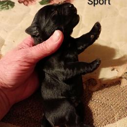 Sport - Black male Miniature Schnauzer puppy in Midland, Texas from Shebbies Puppy Palace