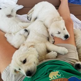 Golden Retriever Puppies from A Golden Paradise