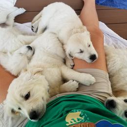 Golden Retriever Puppies from A Golden Paradise