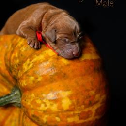 Cinnamon - Red  male Goldendoodle puppy in Mendon, Massachusetts from Comfort & Cuddle Co