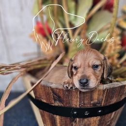 WC2-2 - Red male Dachshund puppy in Martin City, Montana from FleuryDachs