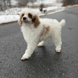 Ham - Parti male Poodle puppy in Greeneville, Tennessee from Smokey Mountain Sheepadoodles