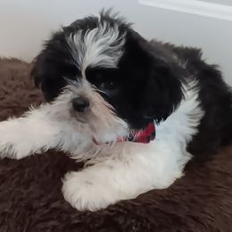 Shih Tzu Puppies from The Magical Cottage Farm