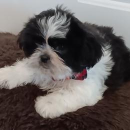 Shih Tzu Puppies from The Magical Cottage Farm