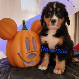 Narcissa - Black tan and white female Bernese Mountain Dog puppy in Castle Rock, Washington from Lower Columbia Bernese