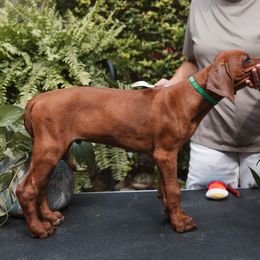 Green - Rd whtn blk nose male Rhodesian Ridgeback puppy in Texas from African Legends Rhodesian Ridgebacks