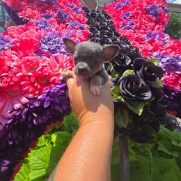 Trinket - Blue and white female Chihuahua puppy in Amity, Pennsylvania from Baxters Chihuahuas