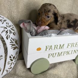 Ne Ne - Dapple female Dachshund puppy in Richwood, West Virginia from Wild and Wonderful Wieners