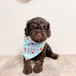 Jefferson - Chocolate male Australian Labradoodle puppy in Taylor, Michigan from Mi Best Doodle Ever, LLC