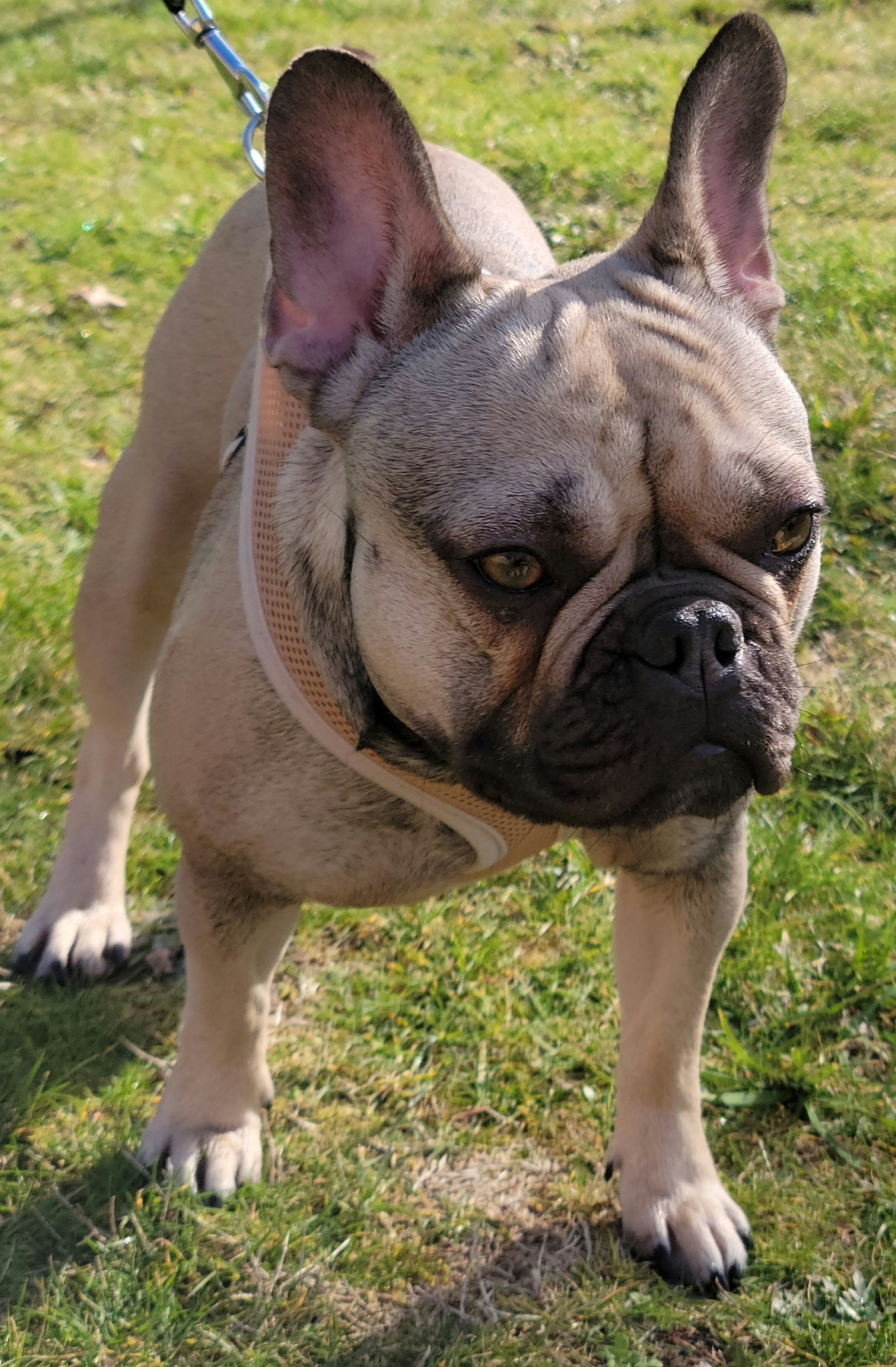 Raylee - French Bulldog