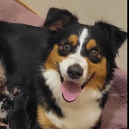 Miniature Australian Shepherds from Hiawassee Aussies