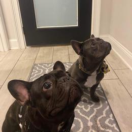 French Bulldog Puppies from Fancy Face Frenchies