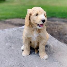 Nougat - Cream male Australian Labradoodle puppy in Harrisonburg, Virginia from Crown Doodles