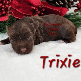 Trixie - Liver female Yorkshire Terrier puppy in Adair, Oklahoma from Phillippe's Puppy Paws