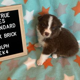 Red tri M - Rudolf - Red tri-color male Australian Shepherd puppy in Cotati, California from Tried and True Aussies