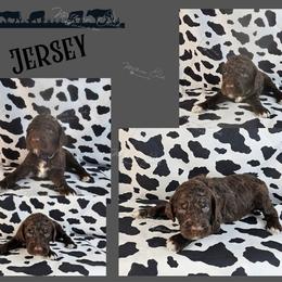 Jersey - Brown male Poodle puppy in Mcbain, Michigan from Northern Creek