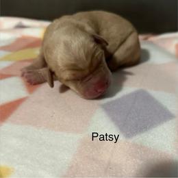 Patsy - Yellow female Labrador Retriever puppy in Moses Lake, Washington from Kreger Lake Kennels