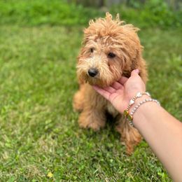 Coco - Red  male Goldendoodle puppy in Noblesville, Indiana from R and H Doodles