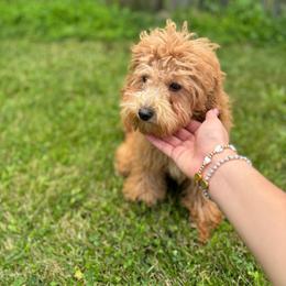 Coco - Red  male Goldendoodle puppy in Noblesville, Indiana from R and H Doodles