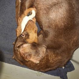 Bea - Dachshund