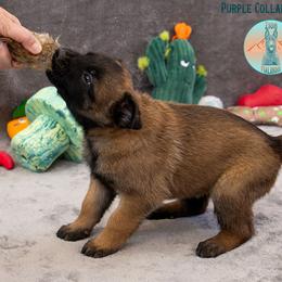 Purple collar - Fawn female Belgian Malinois puppy in Fredonia, Arizona from Zion Malinois