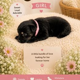 Coral - Black tri female Miniature Australian Shepherd puppy in Idalou, Texas from Lonesome Pine Mini Aussies