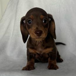 Brownie - Chocolate and tan female Dachshund puppy in Victoria, Texas from Prickly Arrow Pups