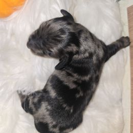 Beans - Dapple male Dachshund puppy in Riverdale, Utah from Behive Doxies