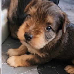 Regan - Liver female Miniature Schnauzer puppy in Ferndale, Washington from Blackhorse Schnauzers Washington state