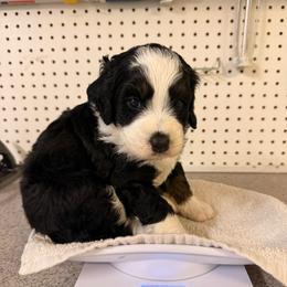 Magnolia - Tri-color female Bernedoodle puppy in Irmo, South Carolina from Palmetto Bernedoodles Boutique