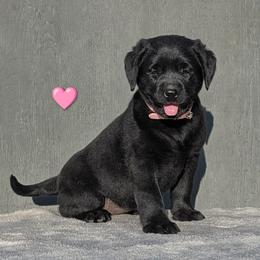Pink Collar - Black female Labrador Retriever puppy in Yucca Valley, California from Beachn Ranch