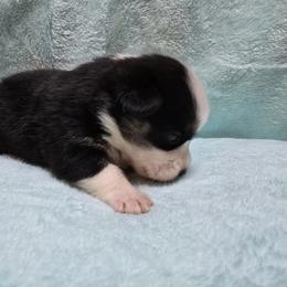 Pembroke Welsh Corgi Puppies from P2 Corgis | P-Squared Homestead